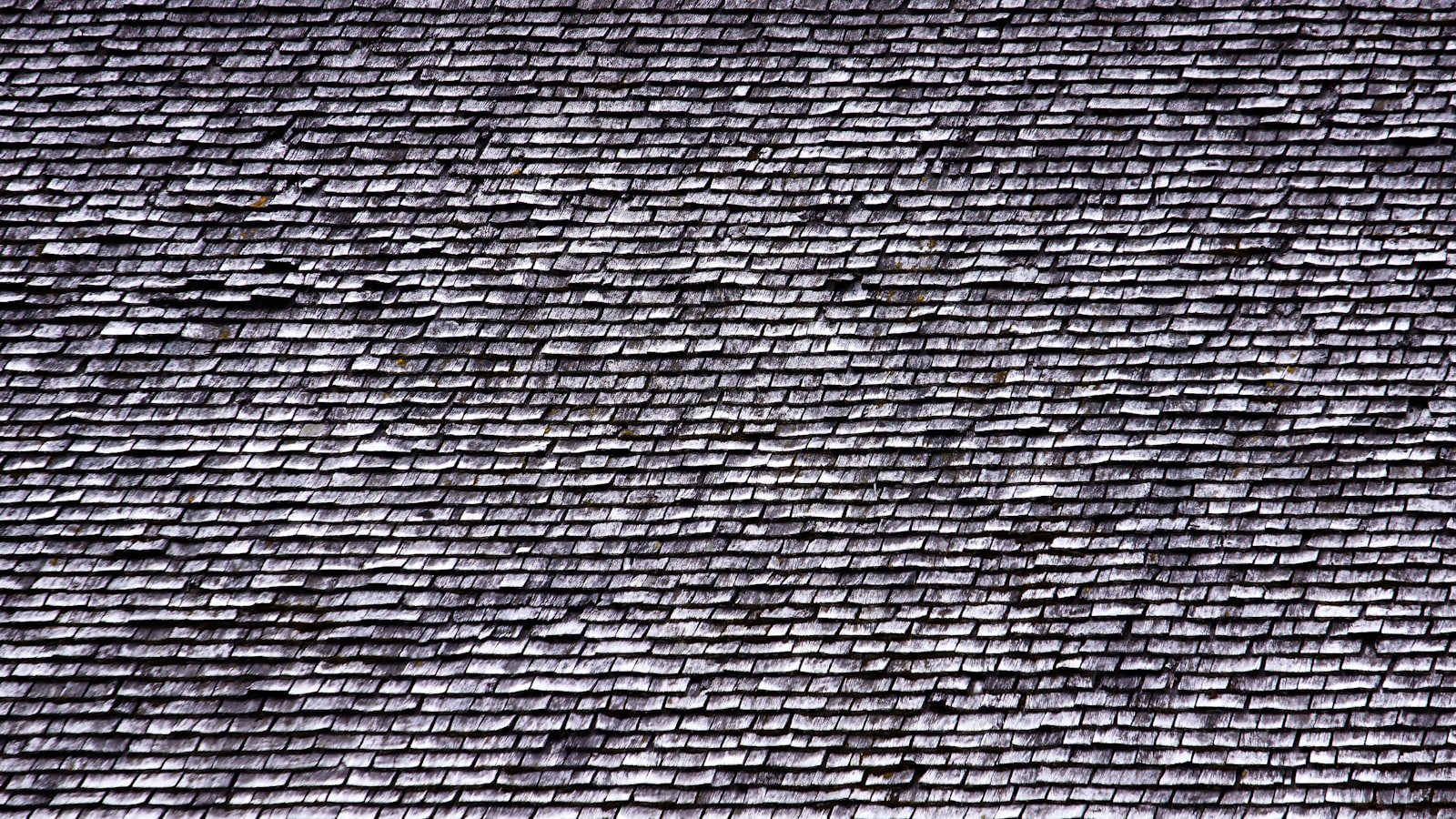 Moss and lichen on weathered wood shingles in Southwest Washington