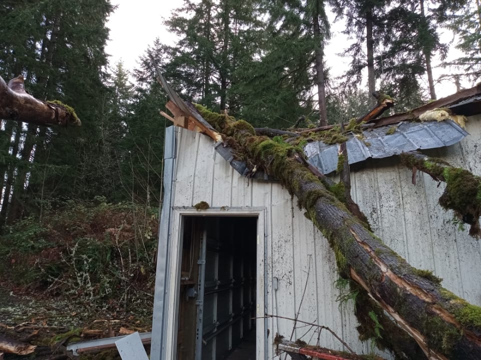 Fallen mossy tree crushing a metal roof and siding before repair